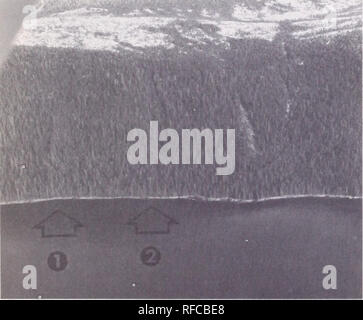 . Du mouvement de masse dans les régions côtières de l'Alaska. Mouvements de masse de l'Alaska. Figure 2.-plus-avalanche de débris des traces de débris montrant la succession repousse de saule, l'aulne, et l'épinette de Sitka. Une vue aérienne, de deux traces de végétation par alder près de la tête de Walter Island Port Houghton, bras. B, vue de coulisse basse trace sur le côté sud de Blake chenal se rétrécit. Remarque la repousse de succession en commençant par le saule et l'aulne dans le premier plan avec le déplacement de l'épinette dans derrière.. Figure 3.-vieux-avalanche de débris le long des traces de débris Bradfield Canal. La diapositive à la zone (1) et (2), marqué par l'âge des peuplements de même-spr Sitka Banque D'Images