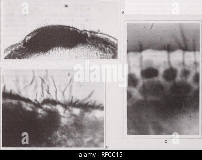 . De récentes recherches sur les maladies du feuillage : conference proceedings : Carlisle, Pennsylvanie, du 29 mai au 2 juin 1989. Maladies et ravageurs des feuilles United States Congrès. Moins bien connus sont les questions suivantes : 1) Quel est le rôle du stade imparfait ? 2) Quand est-ce hysterothecia et les ascospores matures, et quelles sont les conditions qui favorisent la libération des spores, in- fection, et l'expression des symptômes ? 3) Quel est l'environnement ou de conditions microclimatiques qui permettent à l'éclosion d'une épidémie de la maladie ? 4) Quelles sont les conditions climatiques qui permettent en outre de développer les épidémies endémiques de lev Banque D'Images