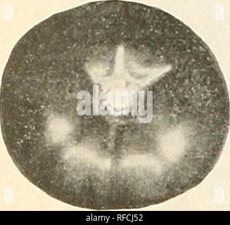 . Catalogue 1963. L'industrie des semences et les catalogues commerciaux ; catalogues ; Graines Graines Graines fruits ; Catalogues Catalogues ; Matériel et fournitures de jardinage ; Catalogues Catalogues de graines de fleurs. Les tomates. Veuillez noter que ces images sont extraites de la page numérisée des images qui peuvent avoir été retouchées numériquement pour plus de lisibilité - coloration et l'aspect de ces illustrations ne peut pas parfaitement ressembler à l'œuvre originale.. J. Steckler Seed Co ; Henry G. Gilbert Pépinière et du commerce de semences Catalogue Collection. La Nouvelle Orléans, en Louisiane : Steckler Seed Company, Inc. Banque D'Images