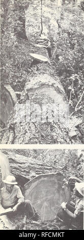 . La détérioration des arbres tués par le dendroctone de Douglas dans l'ouest de l'Oregon et Washington. . La figure 2. Domaine des procédures d'obtention des données de dégradation. le journal fin (généralement le point de pénétration de la pourriture maxi- mum), un diamètre de la lecture a été faite - notant l'diamètre total, et le diamètre de la zone du bois sain. Trois autres des lectures ont été faites de la même manière à 45 successives*-* angles à partir de la mesure initiale. La lu- ings a été calculée et utilisée pour calculer le poids brut, le bois pourri, et le son des volumes cubiques pour chaque journal par la Smalian formu- la. Board-pied volumes ont été calculés par le Scribner D Banque D'Images