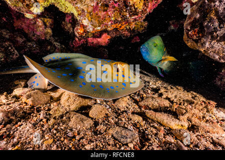 Blue spotted stingray sur les fonds marins de la Mer Rouge Banque D'Images