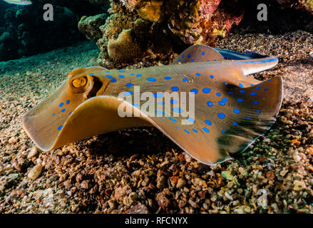 Blue spotted stingray sur les fonds marins de la Mer Rouge Banque D'Images