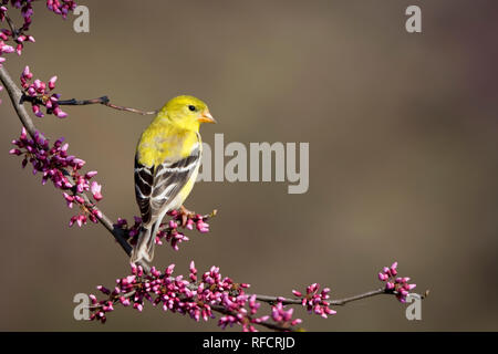 01640-157.03 Chardonneret jaune (Carduelis tristis) femmes dans l'Est de Redbud Cercis canadensis (arbre) Marion Co. IL Banque D'Images