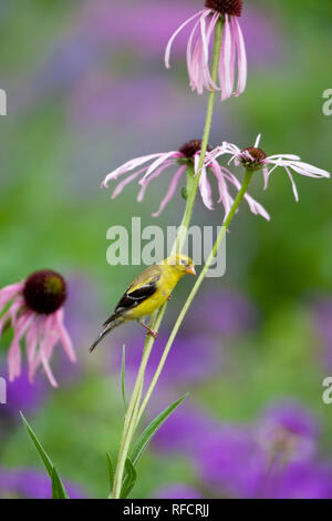 01640-15912 Chardonneret jaune (Carduelis tristis) femelle sur l'échinacée pâle (Echinacea pallida) dans jardin, Marion Co., IL Banque D'Images