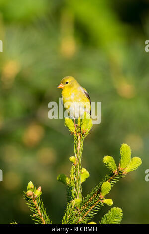 01640-16316 Chardonneret jaune (Spinus tristis) femmes en épinette. Marion Co. IL Banque D'Images