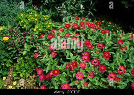 63821-15511, Zinnias Profusion Cherry Zinnia Profusion (Série) et jaune fleurs de souci (Tagetes Sp) Marion Co. IL Banque D'Images