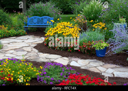 63821-21713 banc bleu, bleu, pot et sentier en pierre dans le jardin de fleurs. Susans black-eyed (Rudbeckia hirta) Red Dragon Wing Begonias (Begonia x hybrida) Banque D'Images