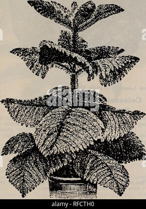 . Fruitland Nurseries. De pépinière, de Géorgie, Augusta, catalogues ; arbres, plants, plantes ornementales ; catalogues, catalogues, catalogues, des arbustes ; ; Fleurs, catalogues. Plantes pour décoration à effet de serre 13 plantes pour cette classe est destiné à être cultivé sous serre ou dans la maison, bien que plusieurs variétés sont efficaces plantes à massifs. Tous ceux précédés d'un astérisque (*) sont souhaitables. Woomers d'hiver COLLECTIONS SPÉCIALES.-Pour la commodité des clients de ne pas connaître à fond les plus desira- ble pour la fourniture de plantes de serres, nous mettrons en place les collections suivantes. Un Banque D'Images