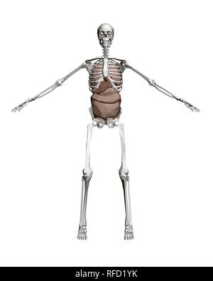 Squelette humain avec les organes. Squelette humain polygonale 3D avec les organes internes : cœur, foie, poumons, reins. Vue de face. Vector illustration. Illustration de Vecteur
