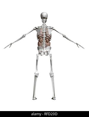 Squelette humain avec les organes. Squelette humain polygonale 3D avec les organes internes : cœur, foie, poumons, reins. Vue arrière. Vector illustration. Illustration de Vecteur