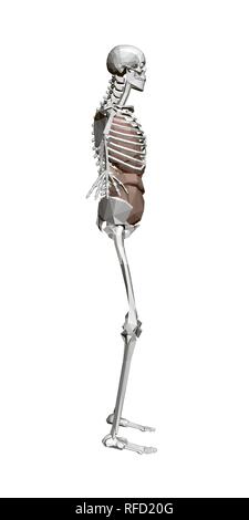 Squelette humain avec les organes. Squelette humain polygonale 3D avec les organes internes : cœur, foie, poumons, reins. Vue de côté. Vector illustration. Illustration de Vecteur