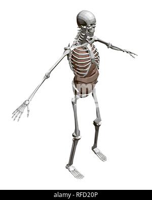 Squelette humain avec les organes. Squelette humain polygonale 3D avec les organes internes : cœur, foie, poumons, reins. Vue isométrique. Vector illustration. Illustration de Vecteur