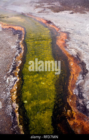 WYOMING - algues et minéraux colorés à l'écoulement d'une source d'eau chaude dans le bassin Biscuit, une partie du bassin supérieur Geyser du parc national de Yellowstone. Banque D'Images