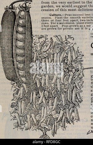 . Catalogue descriptif des semences de haute qualité pour le jardin et la ferme, 1902. Louisville Kentucky pépinière ; catalogues de semences de légumes, graines de fleurs Catalogues Catalogues ; les herbes de céréales ; Catalogues Catalogues de fournitures et de matériel de jardinage. Liste générale de choix des semences de légumes. 27 PETITS POIS.âRound ou variétés lisses. Pour les camionneurs nécessitant de grandes quantités de pois nous indiquer les prix sur demande. Ce sont : â et jardiniers. ;Reat spécialité avec nous, et nos stocks ont donné le meilleur satisfaction aux camionneurs " 3 Les variétés que nous offrons sont les meilleurs en culture, la liste embr Banque D'Images