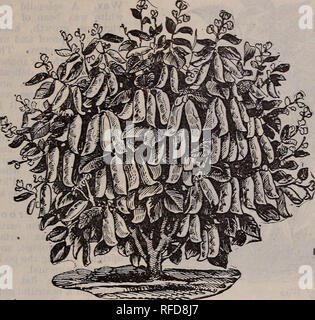 . Catalogue descriptif du bois : graines de haute qualité et un guide pour la ferme et le jardin, 1902. Pépinière Virginia Richmond catalogues ; catalogues ; Graines de légumes graines de fleurs Graines d'herbes ; Catalogues Catalogues ; Matériel et fournitures de jardinage Catalogues. 12 T. W. WOOD &AMP ; FILS, Richmond, Ya.. Du bois de fève de Lima Bush prolifique. Les haricots de lima-Tall et Nain. rI les haricots de Lima n'est pas seulement rentable de cultiver pour vente comme carapace verte haricots, mais sont aussi une récolte satisfaisante de croître à vendre comme les haricots secs sur notre marché au cours de l'hiver. Les haricots secs sont toujours en demande, et apporte généralement très bon prix Banque D'Images