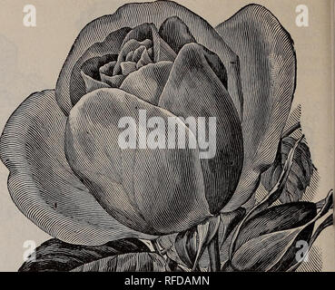 . Printemps 1902. Painesville Ohio pépinière catalogues ; graines de fleurs ; Catalogues Catalogues ; bulbes (plantes) ; Catalogues Catalogues d'ornement, les plantes, les fruits des Plants des Arbres ; Catalogues Catalogues. MARION DINGEE. Marion Dingee-un de nos meilleurs jamais de couleur sombre- literie en fleurs roses. Fleurs de bonne taille ; en forme de coupe parfaite et garder à profusion ; couleur d'une couleur, de changer de tête dans la fleur est arrivée à échéance. MAD. DE WATTEVILLE. Mad. de Watteville-délicieusement parfumé avec des fleurs Rose extra large de forme ; couleur blanc, ombré de saumon, l'approfondissement de rose vif à bord de pétales. Maid Banque D'Images