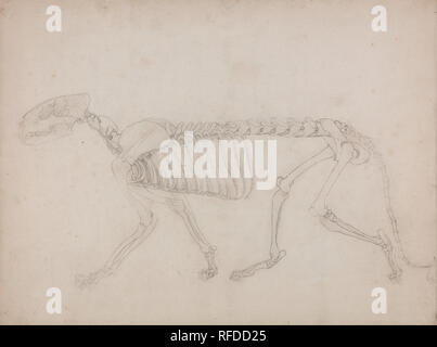 Une étude comparative de l'exposition anatomique de la structure du corps humain avec celui d'un Tigre et d'une pintade Commune : Tiger squelette, vue latérale. Date/période : 1795 à 1806. Dessin. Graphite sur épais, légèrement texturé, vélin crème avec des traces de platemark le long d'un bord. Hauteur : 381 mm (15 in) ; Largeur : 508 mm (20 in). Auteur : George Stubbs. Banque D'Images