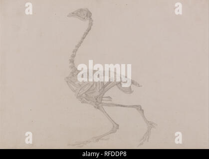 Une étude comparative de l'exposition anatomique de la structure du corps humain avec celui d'un Tigre et d'une pintade Commune : Dorking Hen squelette, vue latérale (étude terminée pour un tableau non publié). Date/Période : 1795/1806. Graphite sur mince légèrement texturé, vélin crème. Largeur : 40 cm. Hauteur : 27,9 cm. Auteur : George Stubbs. Banque D'Images