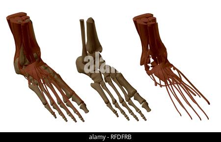 Pied humain. Définir avec les pieds des os et des muscles. La structure des muscles des jambes. Modèle polygonal. 3D. Vector illustration. Illustration de Vecteur