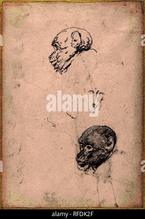 L'étude d'une tête de singe. Rapporteur pour avis : Hendrik Voogd. Dating : 1788 - 1839. Lieu : Rome. Dimensions : H 349 mm × W 242 mm. Musée : Rijksmuseum, Amsterdam. Banque D'Images