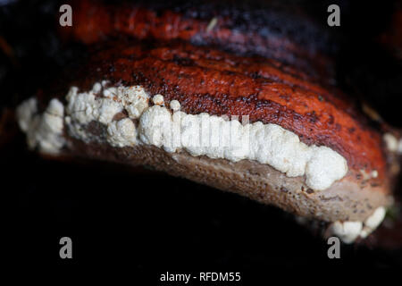 Coussin ocre, Hypocrea pulvinata, croissante comme un parasite sur la ceinture rouge conk, Fomitopsis pinicola. Banque D'Images