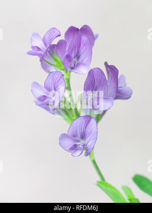 La luzerne, également appelé luzerne, Medicago sativa, poussent à l'état sauvage en Finlande Banque D'Images