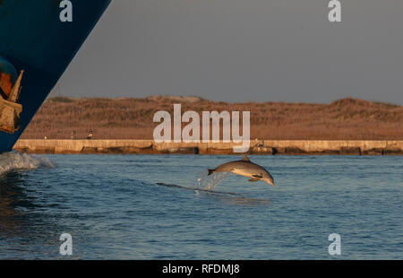 Grand dauphin, Tursiops truncatus, surfer sur l'avant-vague de grand bateau, Port Aransas, Texas. Banque D'Images