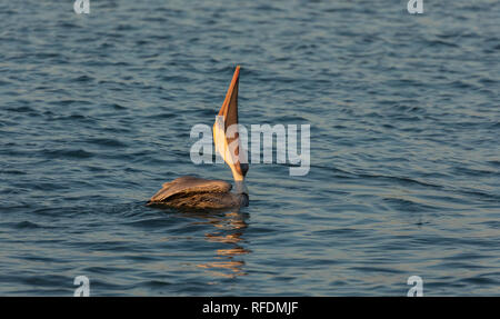 Pélican brun Pelecanus occidentalis, déglutition, un poisson, la côte du Texas. Banque D'Images