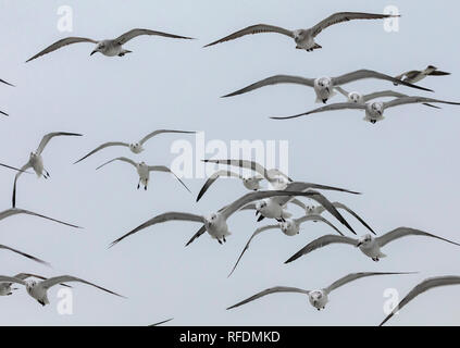 Rire les mouettes, Leucophaeus atricilla, dans de grands troupeaux de vol derrière bateau, en plumage d'hiver, le sud du Texas. Banque D'Images