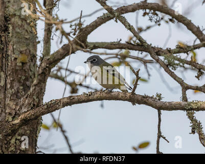 Viréo à tête bleue Vireo solitarius, l'alimentation entre les branches des arbres en hiver. Le Texas. Banque D'Images