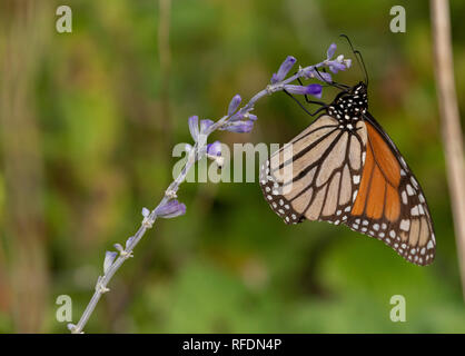 Papillon monarque, Danaus plexippus, se nourrissant de fleurs dans le jardin de la faune, au Texas. Banque D'Images