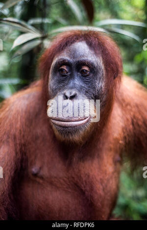 Un spécimen d'orang-outan femelle. dans le parc national de Gunung Leuser dans un voyage à travers la jungle Banque D'Images