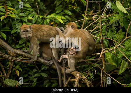 Une famille de macaques se lisser le matin dans la jungle du parc national de Gunung Leuser, Sumatra du nord Banque D'Images