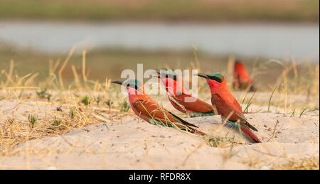 Le sud de carmine guêpiers (Merops nubicoides) nichant sur terrain plat par la rivière Chobe en Namibie. Ces oiseaux creusent leur nid dans le sable Banque D'Images