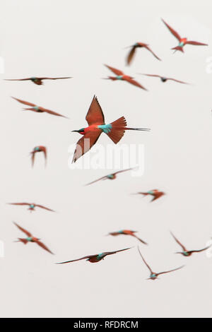 Le sud de carmine guêpiers (Merops nubicoides) volant au-dessus de leur colonie sur la rivière Chobe en Namibie. Banque D'Images