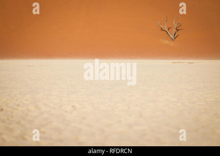 Arbres morts dans Deadvlei, Namib-Naukluft National Park, la Namibie, la casserole une fois avait l'eau de la rivière Tsauchab, mais l'évolution de l'environnement cause de sécher Banque D'Images