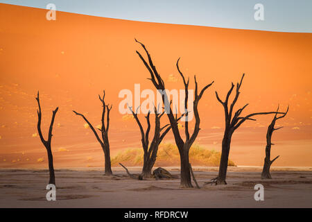 Arbres morts dans Deadvlei, Namib-Naukluft National Park, la Namibie, la casserole une fois avait l'eau de la rivière Tsauchab, mais l'évolution de l'environnement cause de sécher Banque D'Images
