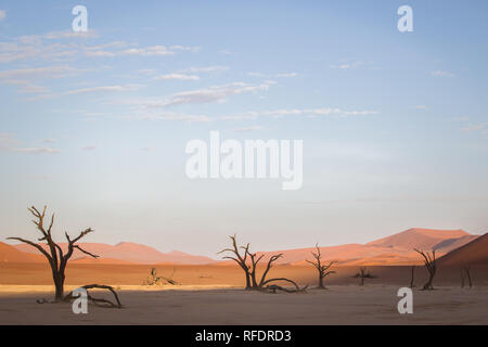 Arbres morts dans Deadvlei, Namib-Naukluft National Park, la Namibie, la casserole une fois avait l'eau de la rivière Tsauchab, mais l'évolution de l'environnement cause de sécher Banque D'Images