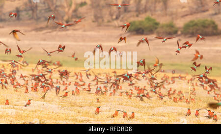 Une colonie du sud de carmine guêpiers (Merops nubicoides) sur la rivière Chobe en Namibie. Ces oiseaux creusent leurs nids dans le sable sur les rives herbeuses Banque D'Images