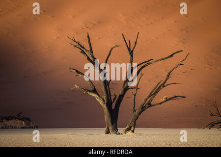 Arbres morts dans Deadvlei, Namib-Naukluft National Park, la Namibie, la casserole une fois avait l'eau de la rivière Tsauchab, mais l'évolution de l'environnement cause de sécher Banque D'Images