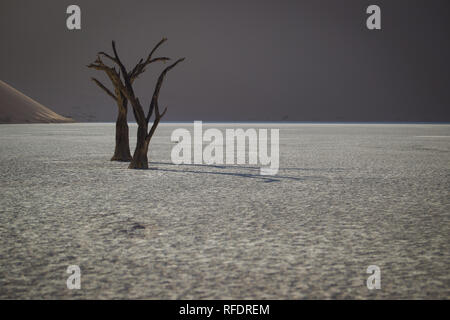 Arbres morts dans Deadvlei, Namib-Naukluft National Park, la Namibie, la casserole une fois avait l'eau de la rivière Tsauchab, mais l'évolution de l'environnement cause de sécher Banque D'Images