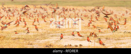 Une colonie du sud de carmine guêpiers (Merops nubicoides) sur la rivière Chobe en Namibie. Les oiseaux creusent leurs nids dans le sable sur les rives herbeuses Banque D'Images