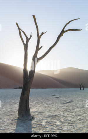 Arbres morts dans Deadvlei, Namib-Naukluft National Park, la Namibie, la casserole une fois avait l'eau de la rivière Tsauchab, mais l'évolution de l'environnement cause de sécher Banque D'Images