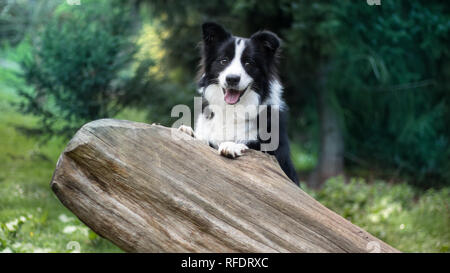 Cute Black & White border collie en forêt Banque D'Images