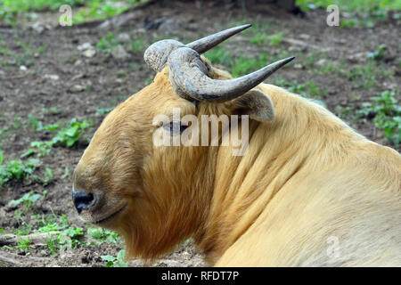 Golden takin, takin, bovins ou chamois, chèvre gnu, Goldtakin Schensi-Takin Goldener Takin, arany, takin, Budorcas taxicolor bedfordi Banque D'Images