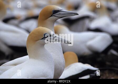 Colonie de Fou de Bassan, Cape Kidnappers, île du Nord, Nouvelle-Zélande Banque D'Images