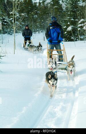 Pouvez, Canada, Québec : le traîneau à chiens dans la forêt de Saint-David-de-Falardeau, au nord de Chicoutimi Banque D'Images