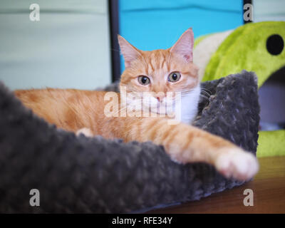 Mika l'orange tabby au frais dans son lit de chat Banque D'Images