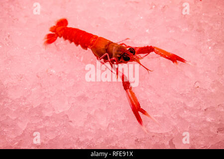 Gambas Gamba (Aristeidae) sont vendus à l'intérieur du Mercat de Sant Josep de la Boqueria, un marché public avec une entrée de La Rambla Banque D'Images