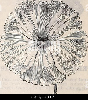 . Kendall &AMP ; Whitney's illustrated catalogue descriptif et de jardin, terrain et des graines de fleurs. Portland Maine pépinière catalogues ; graines de fleurs ornementales, Plantes catalogues ; catalogues ; Graines de legumes ; instruments agricoles Catalogues Catalogues. Pourpier double. Pourpier. le'très populaire, de plus en plus faible, les annuelles rustiques, faire un affichage plus brillante dans le jardin, et très adapté aux frontières ou délignures. Semer tôt dans chaud, la lumière, la richesse du sol et les plantes fines à quatre pouces. Pourpier-suite. Par Pkt. 5 Jaune 5 Blanc 5 rouge écarlate 5 Toutes les couleurs mélangées 5 Double 10 meilleurs mixte. Primula Banque D'Images